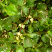 Alternanthera bettzickiana (Regel) G.Nicholson